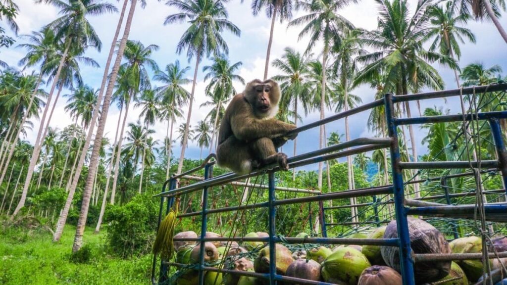 Phuket Southern Thailand by Mountain Bike 7 Days